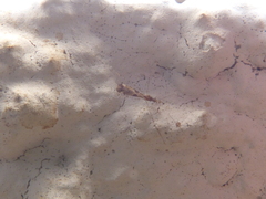 Empicoris culiciformis