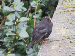 Turdus merula