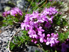 Thymus glabricaulis