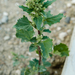 Nettle-leaved Goosefoot - Photo (c) Марина Горбунова-Ëлкина, some rights reserved (CC BY-NC), uploaded by Марина Горбунова-Ëлкина