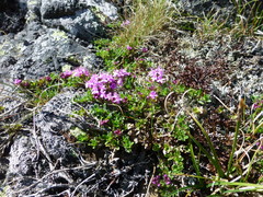 Thymus glabricaulis