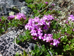 Thymus glabricaulis