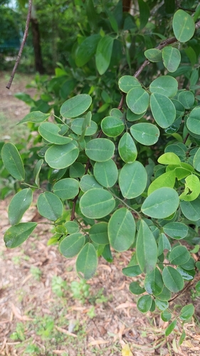Dalbergia candenatensis observed 2026-03-08