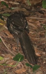 Penelope superciliaris