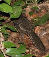 Penelope superciliaris