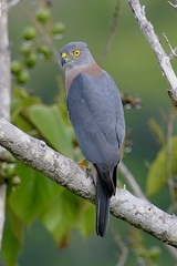 Accipiter rufitorques