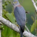 Accipiter rufitorques - Photo (c) Bird Explorers, μερικά δικαιώματα διατηρούνται (CC BY-NC), uploaded by Bird Explorers