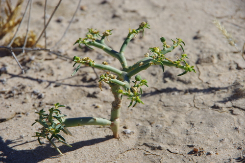 Euphorbia stevenii