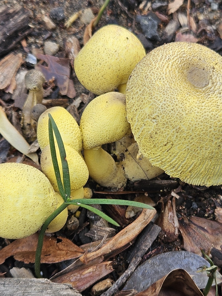 Leucocoprinus birnbaumii · March 2026 · photo: © marsyd (iNaturalist, cc0)