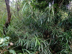 Podocarpus henkelii