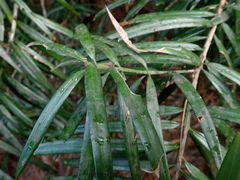 Podocarpus henkelii