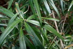 Podocarpus henkelii