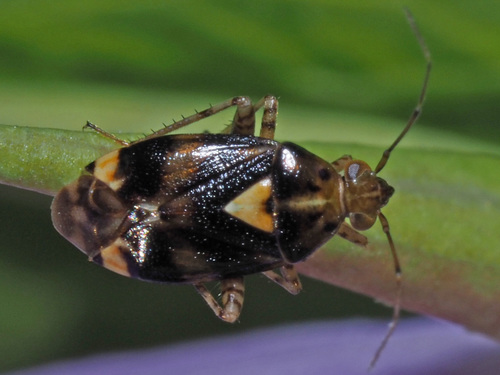 Three Spotted Nettle Bug