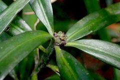 Podocarpus henkelii