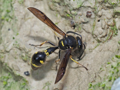Eumenes coronatus