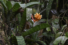 Guzmania musaica