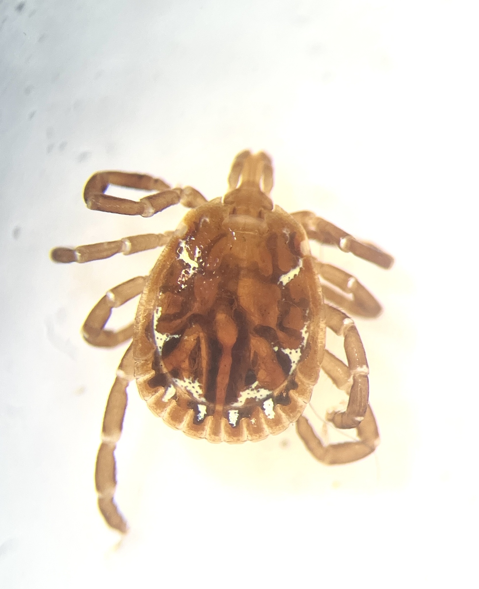 Amblyomma americanum Linnaeus, 1758
