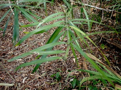 Podocarpus henkelii