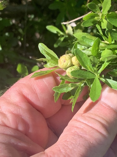 Unknown species found near Vallejo, CA, US