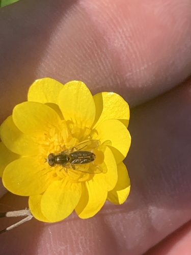 Unknown species found near Vallejo, CA, US