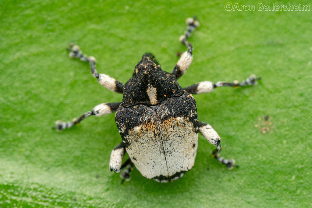 Pistus niveus