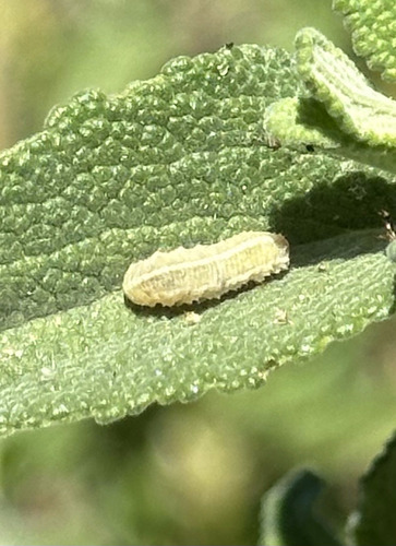 Unknown species found near Mission Canyon, CA 93105, USA