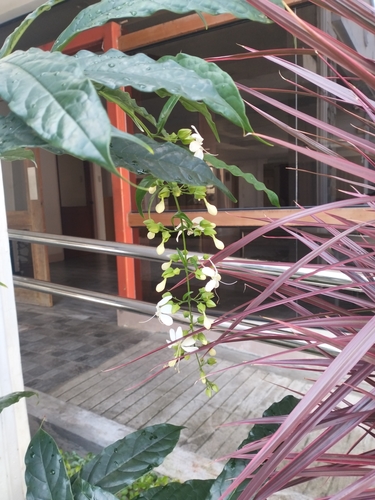 Clerodendrum laevifolium observed 2026-03-08