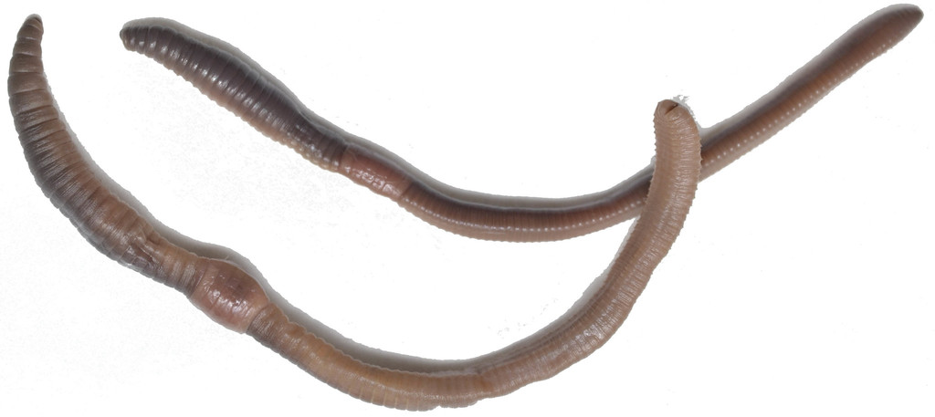 lumbricus rubellus