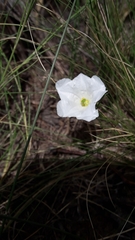 Nierembergia rigida
