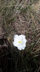 Nierembergia rigida