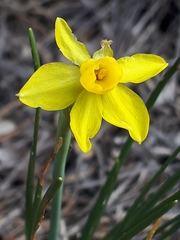 Narcissus