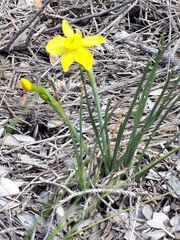 Narcissus