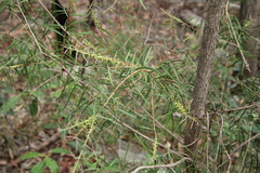 Melaleuca linearis