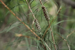 Melaleuca linearis