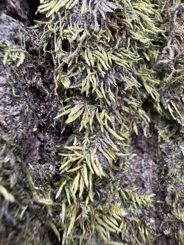 Schwetschkeopsis observed 2026-03-07