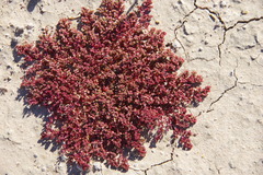 Euphorbia drummondii