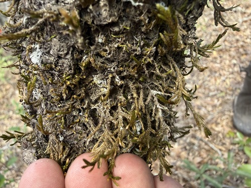 fan moss (Forsstroemia trichomitria)