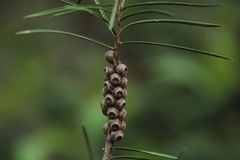 Melaleuca linearis