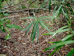 Podocarpus henkelii