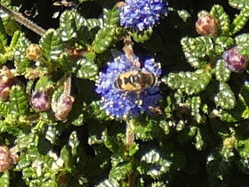 Unknown species found near Independence and Jackson, San Jose, CA 95133, USA