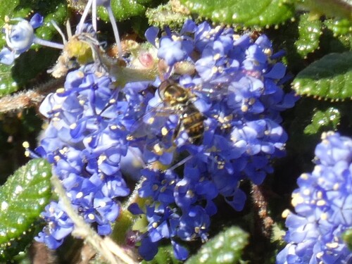 Unknown species found near Independence and Jackson, San Jose, CA 95133, USA