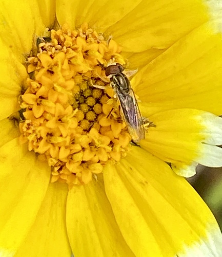 Unknown species found near Orange County, CA, USA