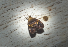 Choreutis emplecta