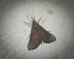 Piletocera macroperalis