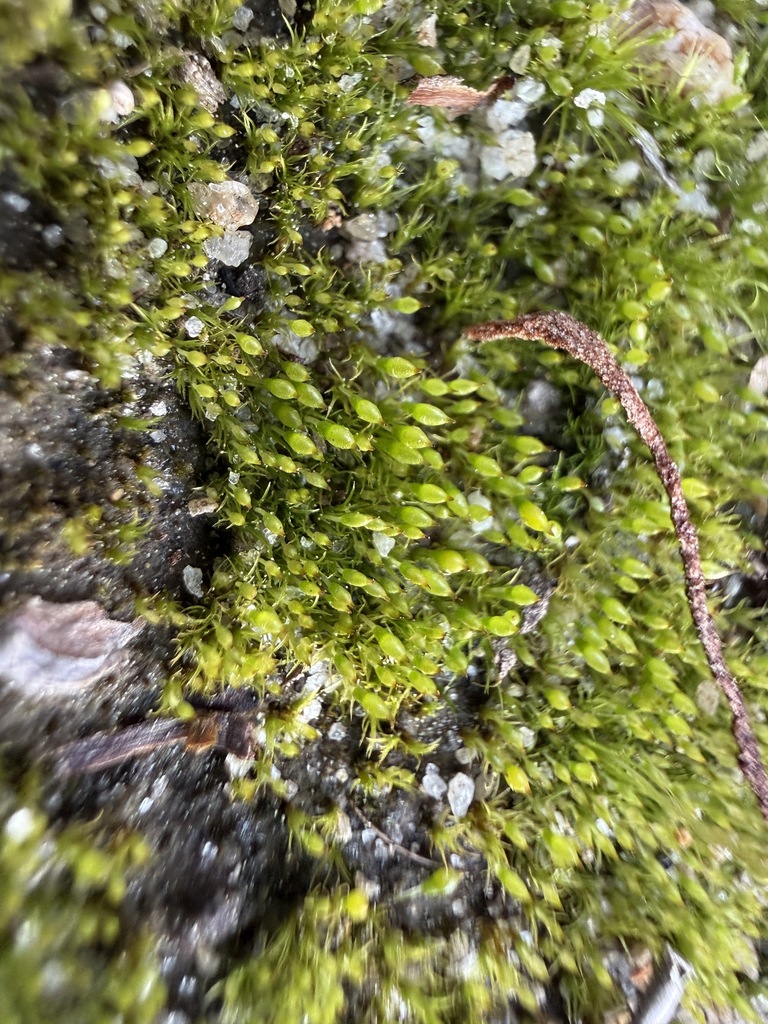 Bruchia brevifolia