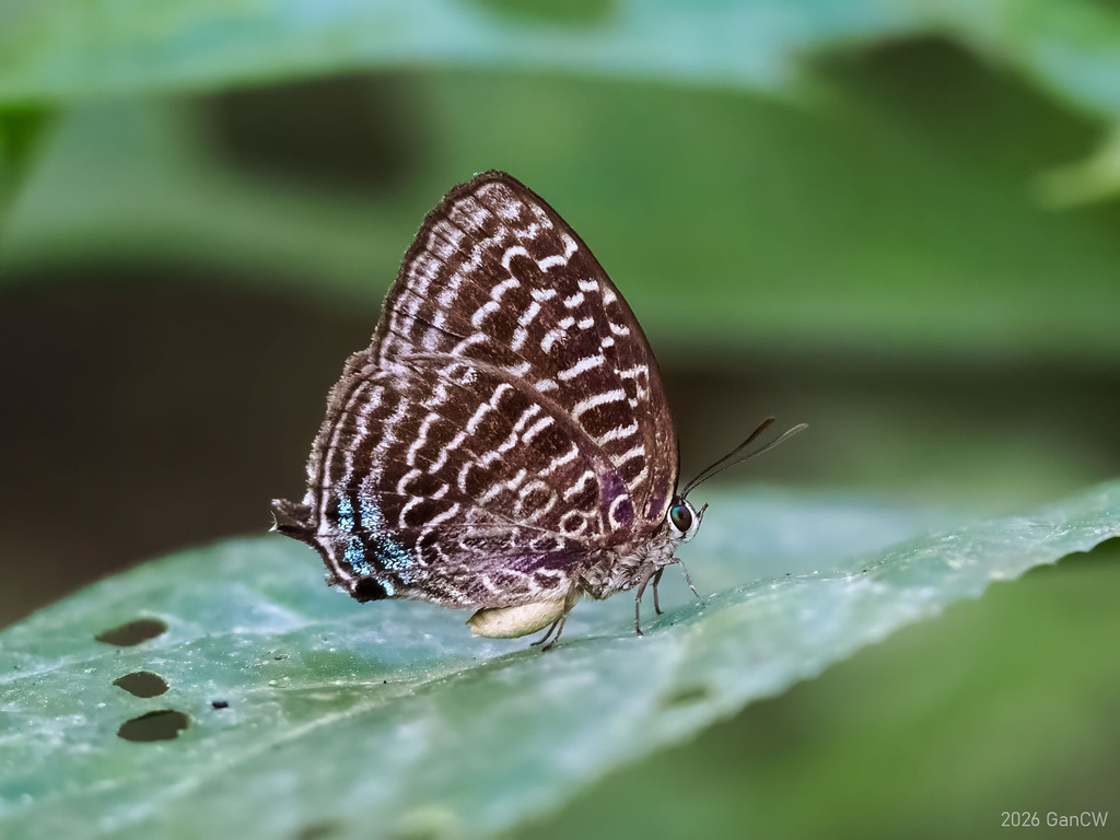 Arhopala thamyras