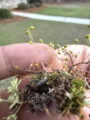 Funaria flavicans
