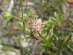 Opercularia scabrida