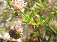 Opercularia scabrida
