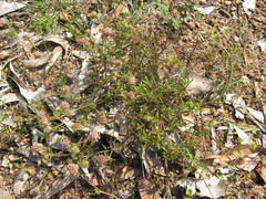 Opercularia scabrida